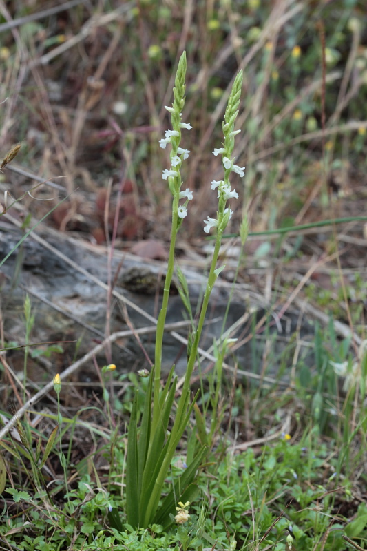 Spiranthes aestivalis / Viticcini estivi